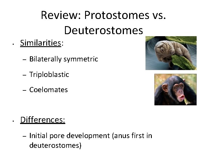 Review: Protostomes vs. Deuterostomes • • Similarities: – Bilaterally symmetric – Triploblastic – Coelomates Review: Protostomes vs. Deuterostomes • • Similarities: – Bilaterally symmetric – Triploblastic – Coelomates