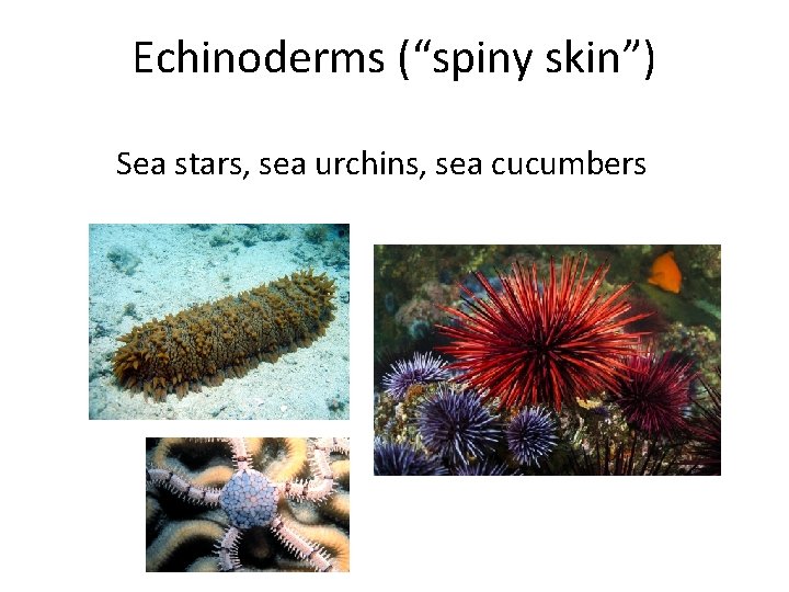 Echinoderms (“spiny skin”) Sea stars, sea urchins, sea cucumbers Echinoderms (“spiny skin”) Sea stars, sea urchins, sea cucumbers