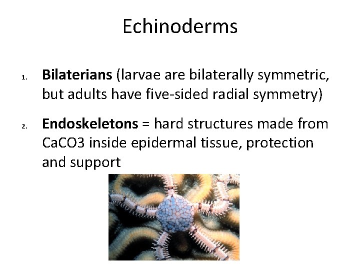 Echinoderms 1. 2. Bilaterians (larvae are bilaterally symmetric, but adults have five-sided radial symmetry) Echinoderms 1. 2. Bilaterians (larvae are bilaterally symmetric, but adults have five-sided radial symmetry)