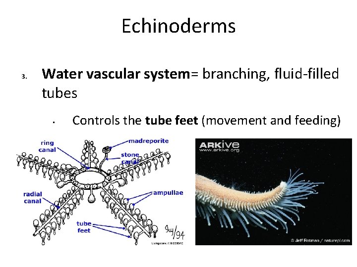 Echinoderms 3. Water vascular system= branching, fluid-filled tubes • Controls the tube feet (movement Echinoderms 3. Water vascular system= branching, fluid-filled tubes • Controls the tube feet (movement