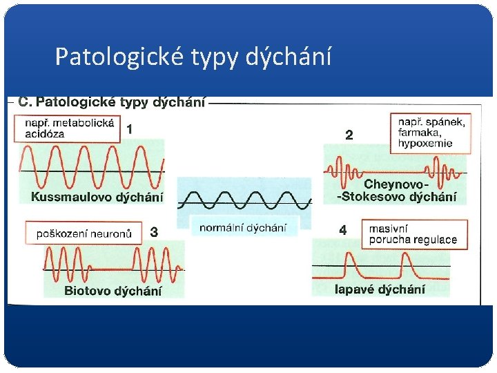 Patologické typy dýchání 