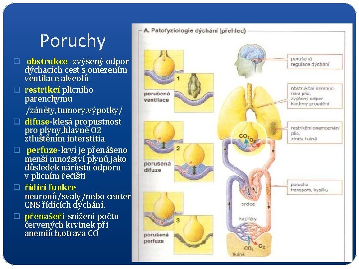 Poruchy q obstrukce -zvýšený odpor dýchacích cest s omezením ventilace alveolů q restrikcí plicního