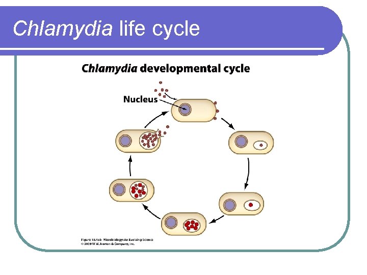 Chlamydia life cycle 