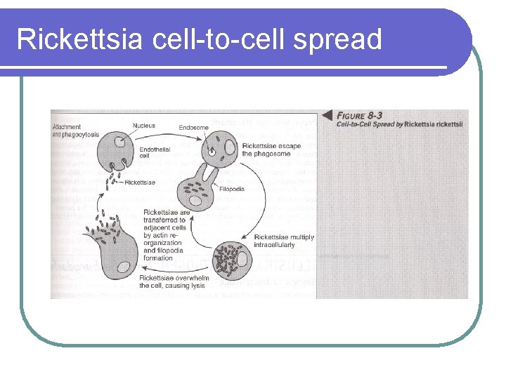 Rickettsia cell-to-cell spread 