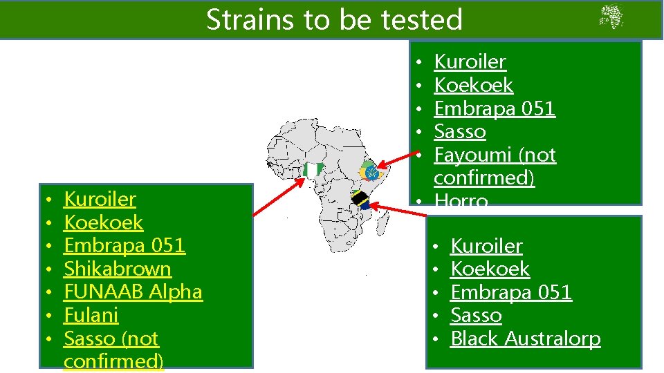 Strains to be tested Kuroiler Koekoek Embrapa 051 Sasso Fayoumi (not confirmed) • Horro