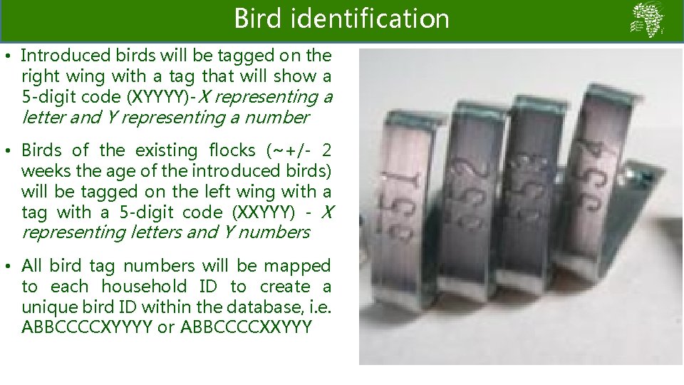 Bird identification • Introduced birds will be tagged on the right wing with a