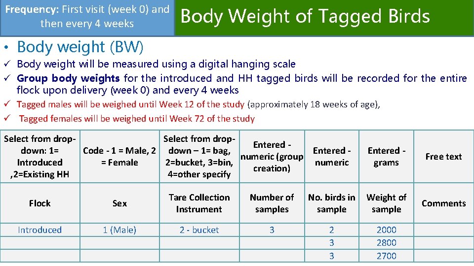 Frequency: First visit (week 0) and Body Weight of Tagged Birds then every 4