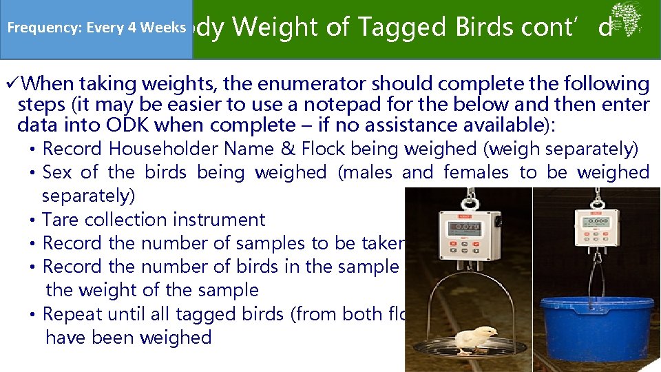 Frequency: Every 4 Weeks Body Weight of Tagged Birds cont’d üWhen taking weights, the