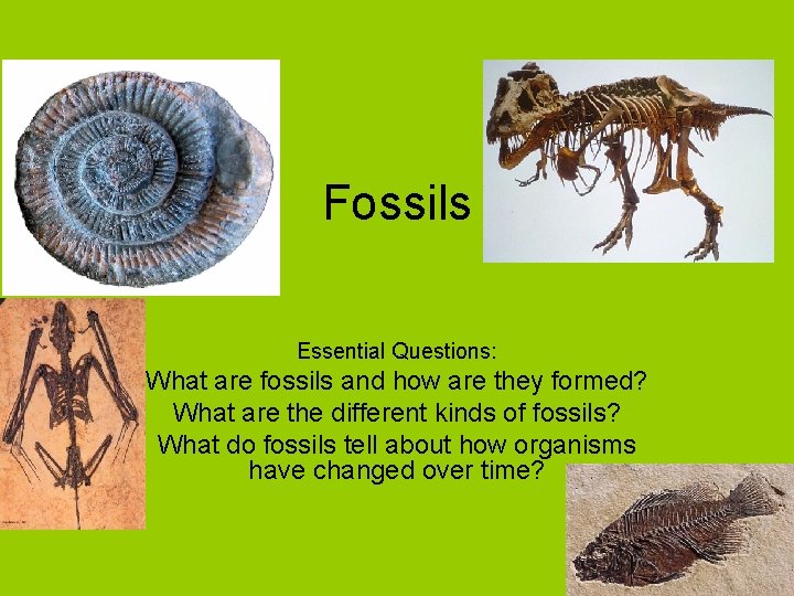 Fossils Essential Questions: What are fossils and how are they formed? What are the