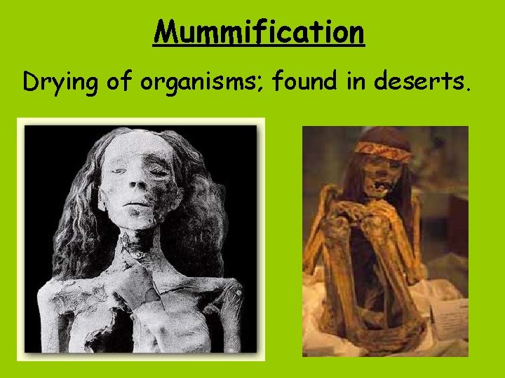 Mummification Drying of organisms; found in deserts. 