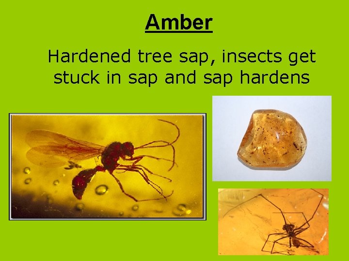 Amber Hardened tree sap, insects get stuck in sap and sap hardens 