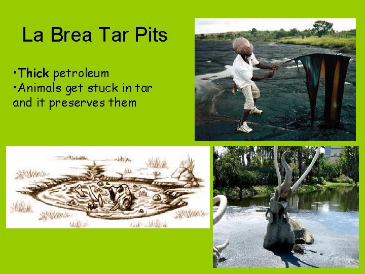 La Brea Tar Pits • Thick petroleum • Animals get stuck in tar and