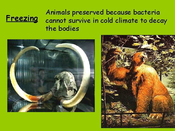 Freezing Animals preserved because bacteria cannot survive in cold climate to decay the bodies