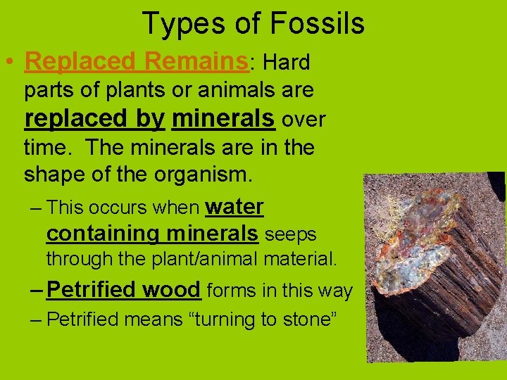 Types of Fossils • Replaced Remains: Hard parts of plants or animals are replaced