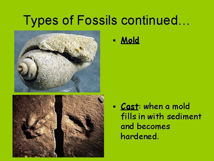 Types of Fossils continued… § Mold § Cast: when a mold fills in with