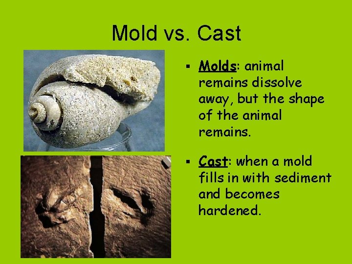 Mold vs. Cast § Molds: animal remains dissolve away, but the shape of the