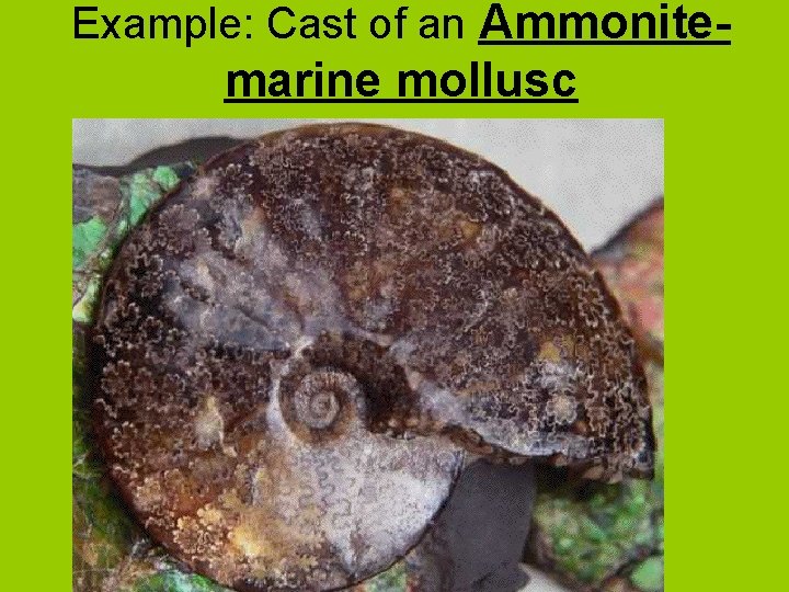 Example: Cast of an Ammonite- marine mollusc 
