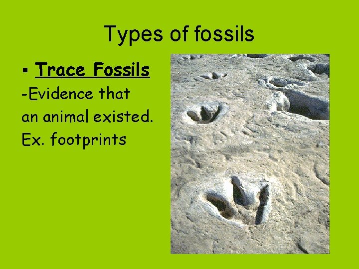 Types of fossils § Trace Fossils -Evidence that an animal existed. Ex. footprints 