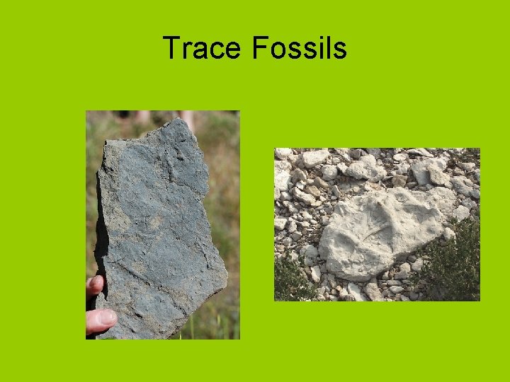 Trace Fossils 