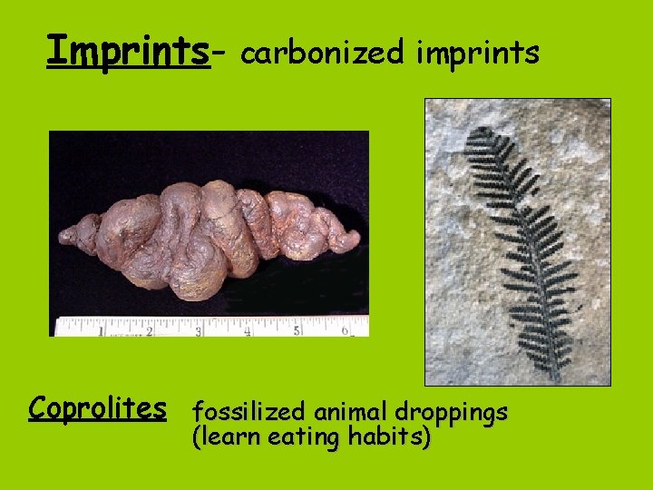 Imprints- carbonized imprints Coprolites fossilized animal droppings (learn eating habits) 