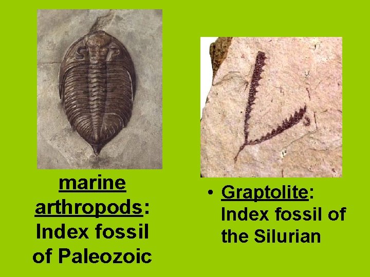 Trilobitemarine arthropods: Index fossil of Paleozoic • Graptolite: Index fossil of the Silurian 