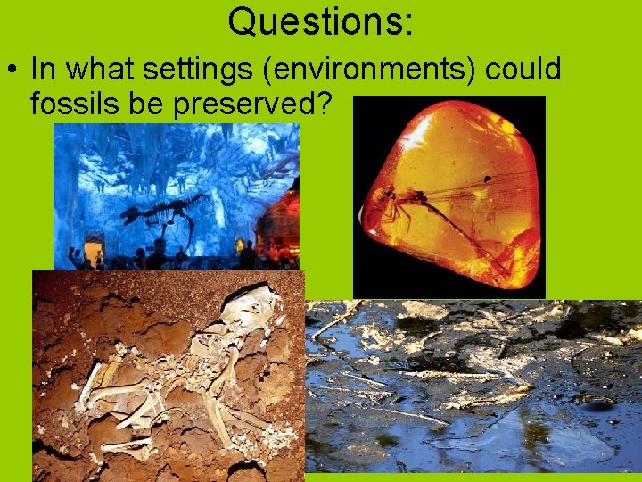 Questions: • In what settings (environments) could fossils be preserved? 