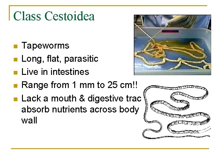 Class Cestoidea n n n Tapeworms Long, flat, parasitic Live in intestines Range from