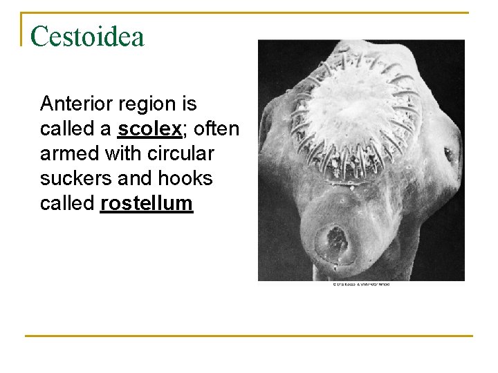 Cestoidea Anterior region is called a scolex; often armed with circular suckers and hooks