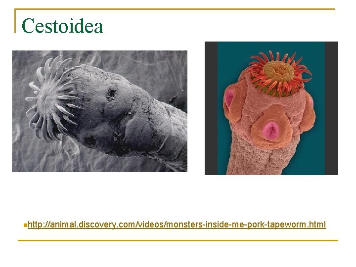 Cestoidea nhttp: //animal. discovery. com/videos/monsters-inside-me-pork-tapeworm. html 