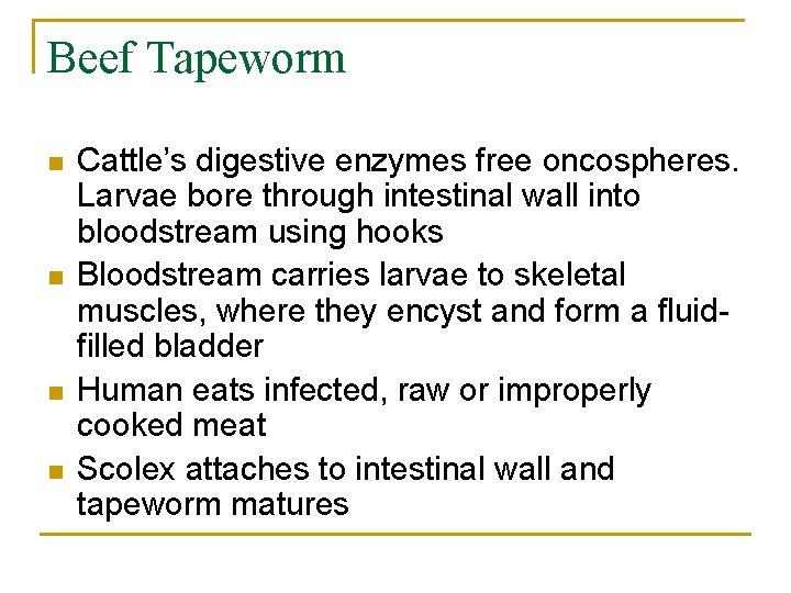 Beef Tapeworm n n Cattle’s digestive enzymes free oncospheres. Larvae bore through intestinal wall