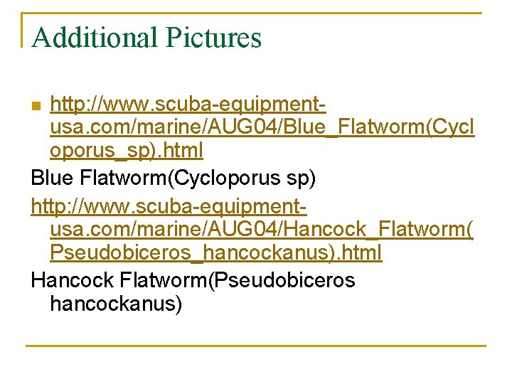 Additional Pictures http: //www. scuba-equipmentusa. com/marine/AUG 04/Blue_Flatworm(Cycl oporus_sp). html Blue Flatworm(Cycloporus sp) http: //www.