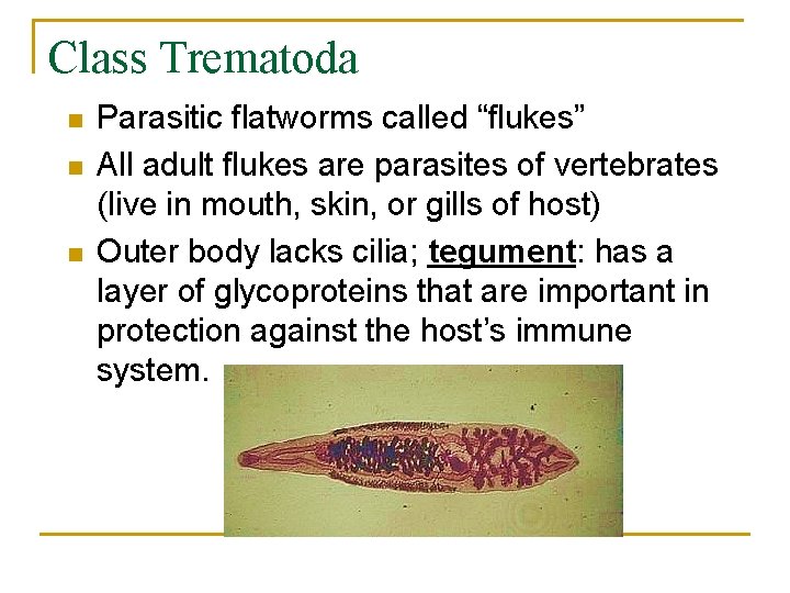 Class Trematoda n n n Parasitic flatworms called “flukes” All adult flukes are parasites