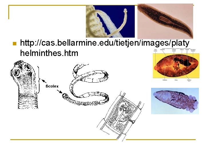 n http: //cas. bellarmine. edu/tietjen/images/platy helminthes. htm 