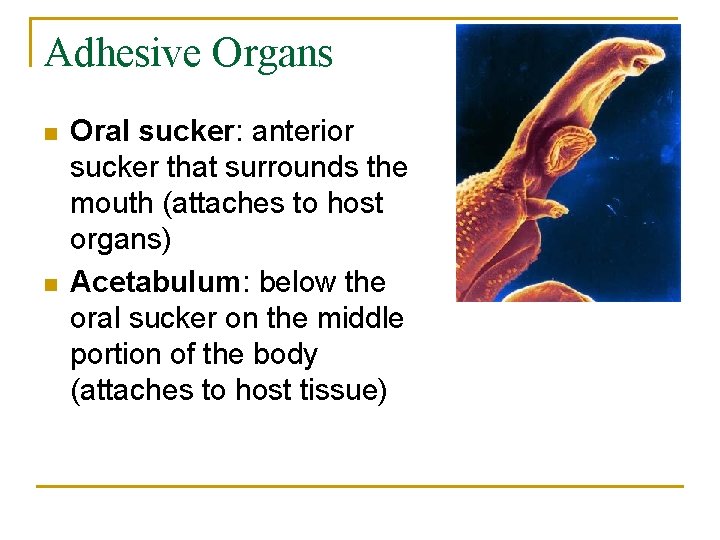 Adhesive Organs n n Oral sucker: anterior sucker that surrounds the mouth (attaches to