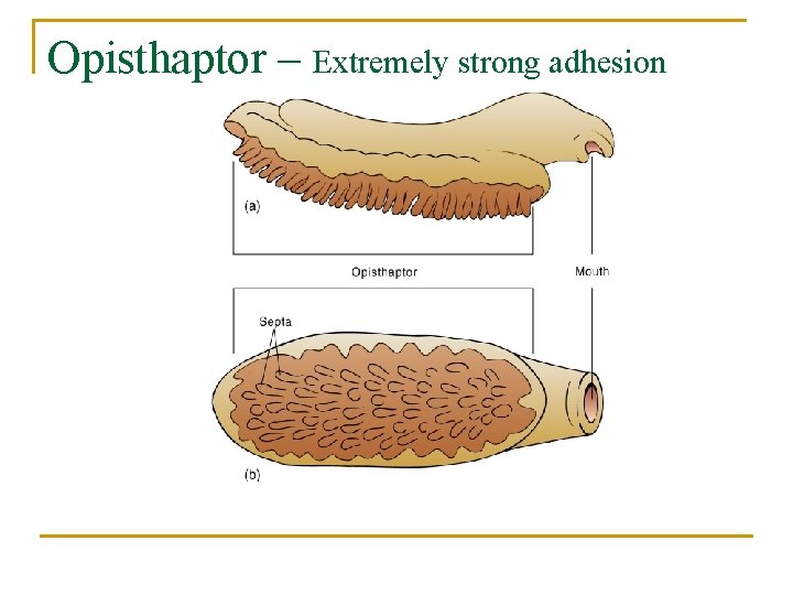 Opisthaptor – Extremely strong adhesion 