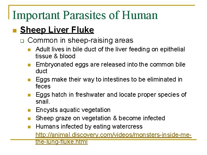 Important Parasites of Human n Sheep Liver Fluke q Common in sheep-raising areas n