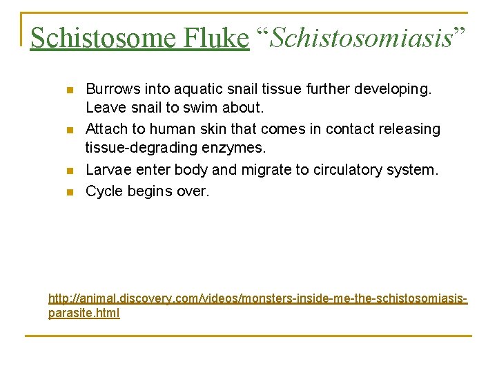 Schistosome Fluke “Schistosomiasis” n n Burrows into aquatic snail tissue further developing. Leave snail