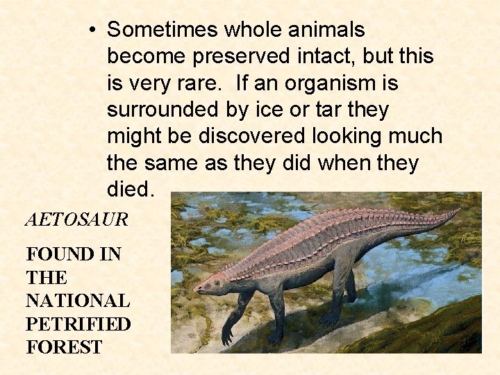 • Sometimes whole animals become preserved intact, but this is very rare. If • Sometimes whole animals become preserved intact, but this is very rare. If