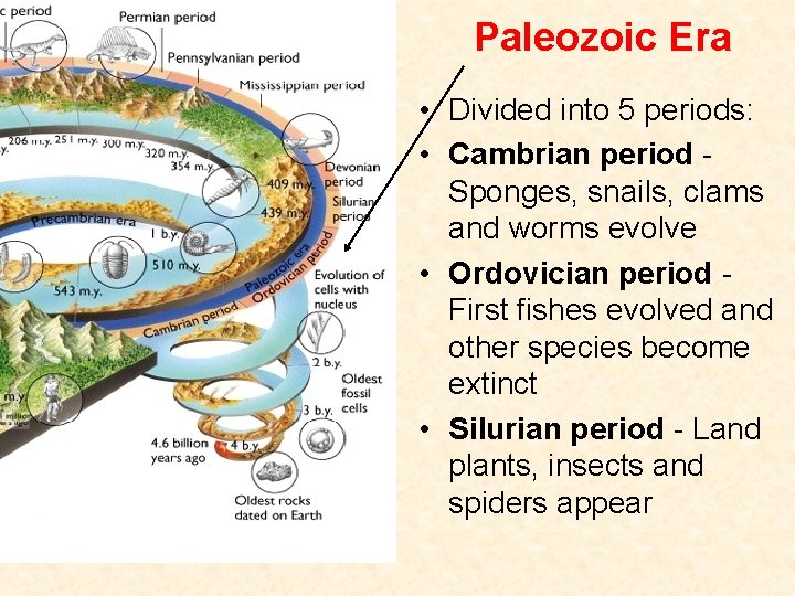 Paleozoic Era • Divided into 5 periods: • Cambrian period Sponges, snails, clams and Paleozoic Era • Divided into 5 periods: • Cambrian period Sponges, snails, clams and