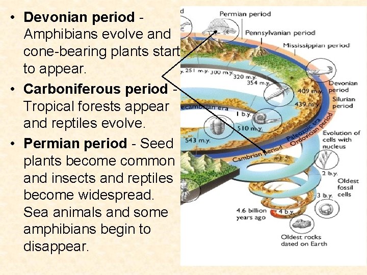 • Devonian period Amphibians evolve and cone-bearing plants start to appear. • Carboniferous • Devonian period Amphibians evolve and cone-bearing plants start to appear. • Carboniferous