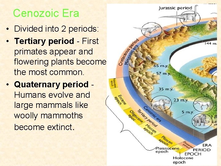 Cenozoic Era • Divided into 2 periods: • Tertiary period - First primates appear Cenozoic Era • Divided into 2 periods: • Tertiary period - First primates appear