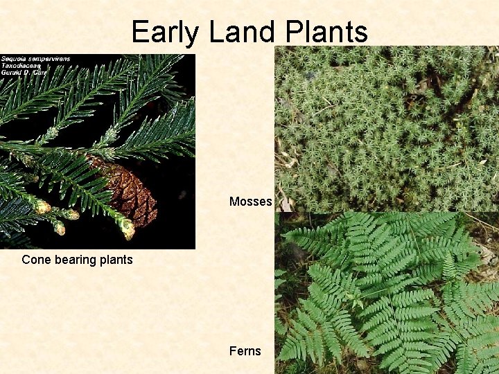 Early Land Plants Mosses Cone bearing plants Ferns Early Land Plants Mosses Cone bearing plants Ferns