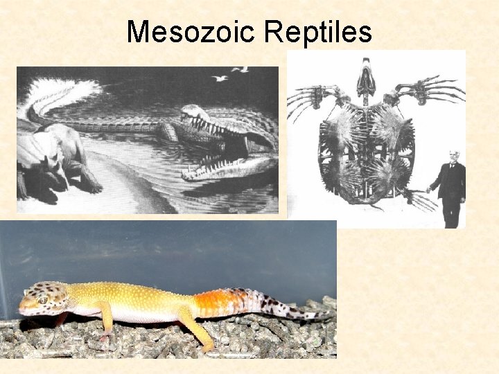 Mesozoic Reptiles Mesozoic Reptiles