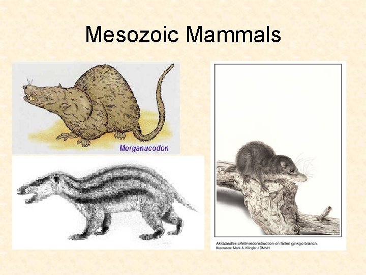 Mesozoic Mammals Mesozoic Mammals