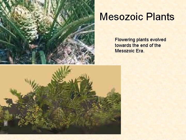 Mesozoic Plants Flowering plants evolved towards the end of the Mesozoic Era. Mesozoic Plants Flowering plants evolved towards the end of the Mesozoic Era.