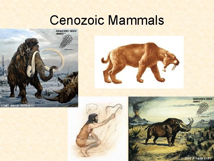 Cenozoic Mammals Cenozoic Mammals