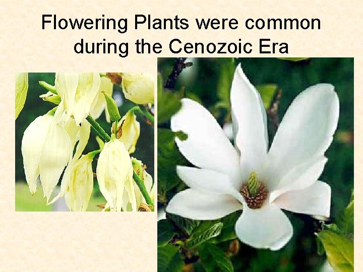 Flowering Plants were common during the Cenozoic Era Flowering Plants were common during the Cenozoic Era
