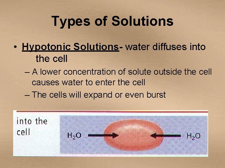 Types of Solutions • Hypotonic Solutions- water diffuses into the cell – A lower