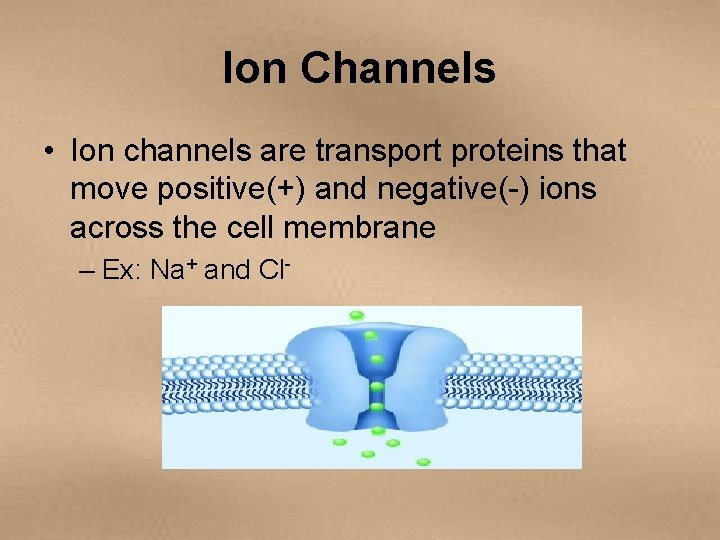 Ion Channels • Ion channels are transport proteins that move positive(+) and negative(-) ions