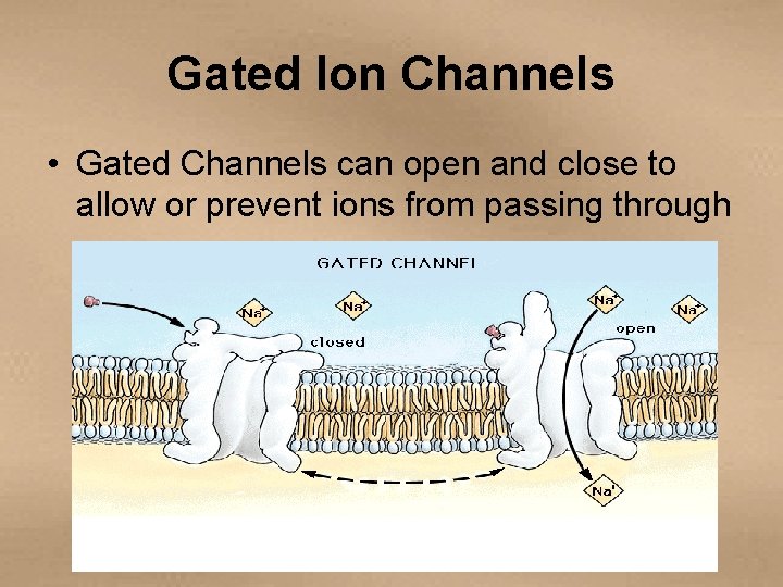 Gated Ion Channels • Gated Channels can open and close to allow or prevent